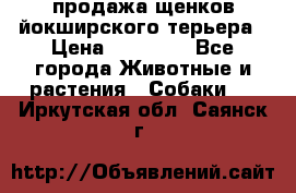 продажа щенков йокширского терьера › Цена ­ 25 000 - Все города Животные и растения » Собаки   . Иркутская обл.,Саянск г.